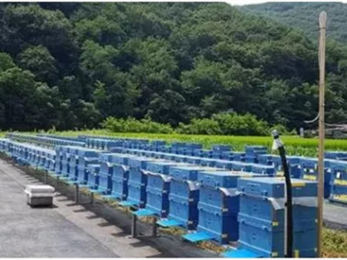 EPP蜜蜂养殖箱 EPP蜜蜂养殖箱